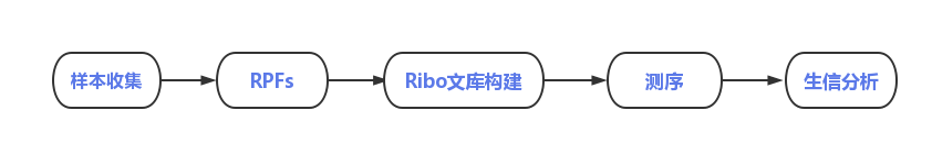 Ribo项目流程.png