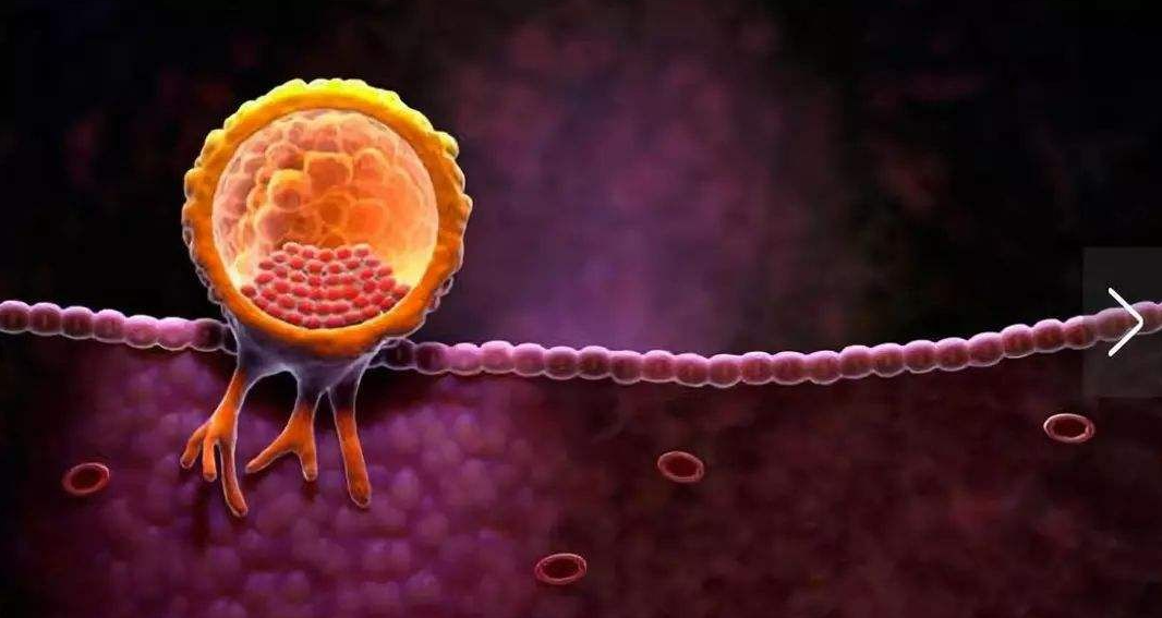 文献解读|Dev Cell（11.8）：母体和胚胎信号导致管腔上皮细胞的功能分化