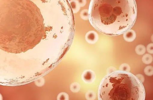 文献解读|Cell（64.5）：对具有免疫特征的基质细胞控制的早期妊娠的时空洞察