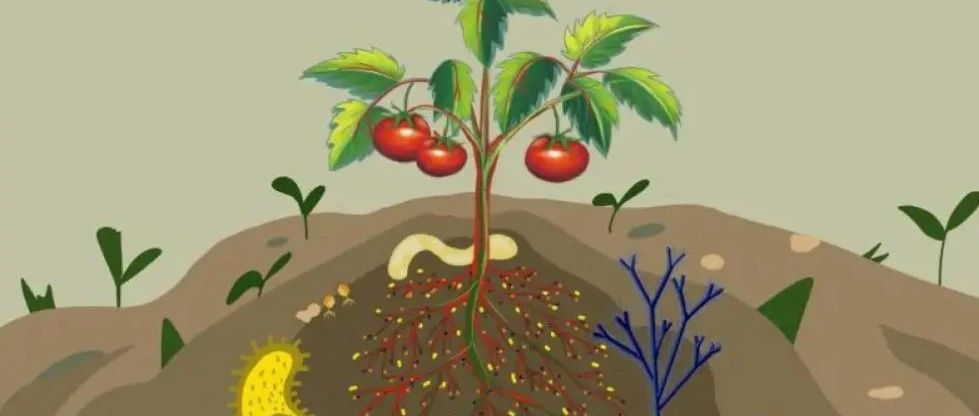 文献解读|NAT BIOTECHNOL（68.164）：番茄根际微生物群结构的改
