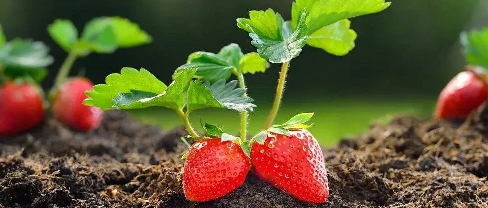 文献解读|SCI REP（4.996）：根际微生物在田间条件下的草莓品种对土传病
