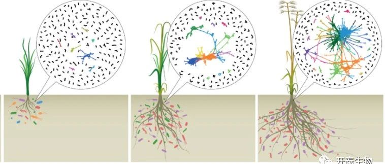 文献解读|MICROBIOME（16.837）：利用玉米根系微生物群鉴定在低温条