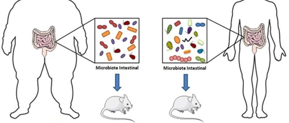 文献解读|(12.779): 调节肥胖母鼠的肠道微生物群可以改变脑-肠轴代谢组，