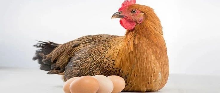 文献解读|Poultry Sci（4.014）：高、低精子活力的公鸡睾丸转录组分