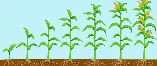 文献解读|Nat Plants（17.352）：现代育种过程中玉米根系结构变化的