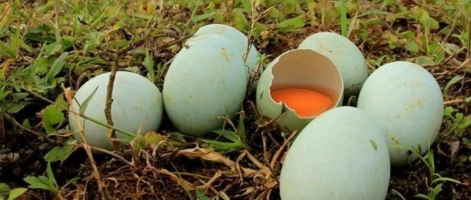 文献解读|BMC Genomics（4.547）：高、低产长顺绿壳蛋鸡的卵巢组织
