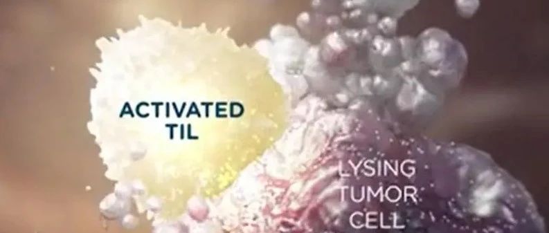 文献解读|Cancer Res（13.31）：外周血中PD-1+的T细胞扩增培养