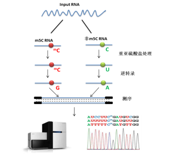 云序生物（m5C）RNA甲基化测序流程
