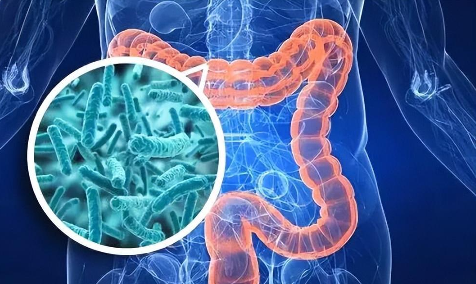 文献解读|Nature（64.8）：肠道微生物碳水化合物代谢导致胰岛素抵抗