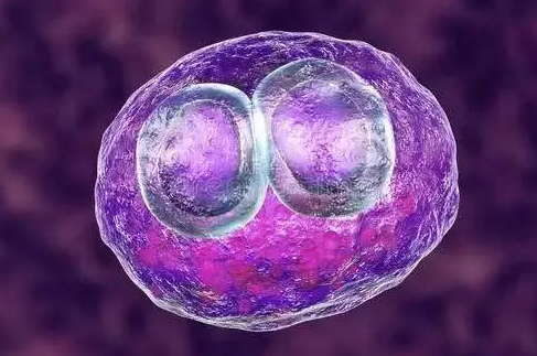 文献解读|Cell（64.5）：蛋白质稳态控制胚胎细胞类型的不同温度敏感性