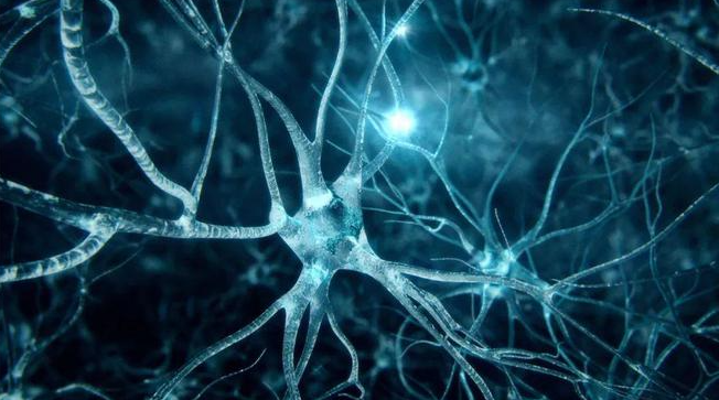 文献解读|Cell（64.5）：婴儿微生物和代谢物导致儿童神经发育障碍