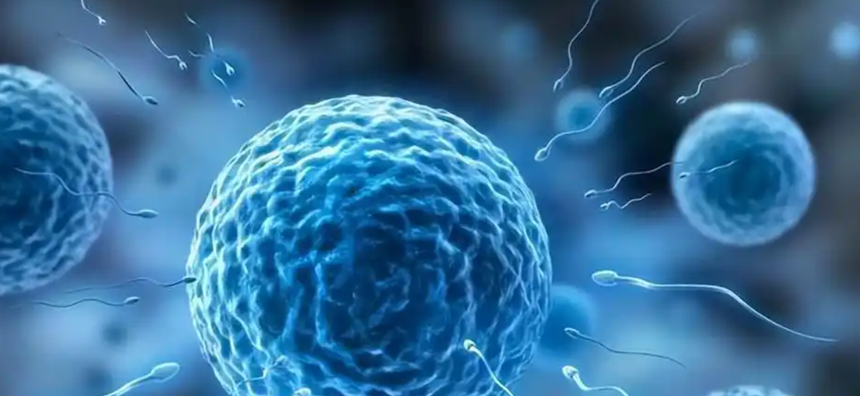 文献解读|Cell（45.5）：比较蛋白质组学阐明人类胚胎植入前发育和失败