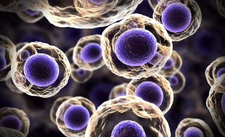 文献解读|Cancer Cell（44.5）：抗原呈递癌相关成纤维细胞微环境的单