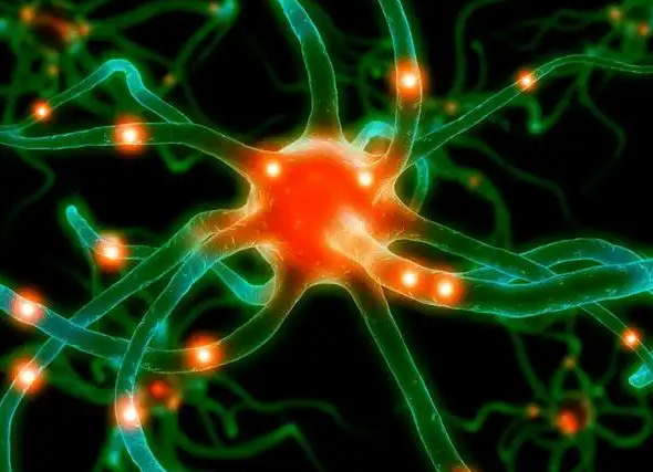 文献解读|Nature（48.5）：小鼠视觉皮层发育过程中细胞类型的持续多样化