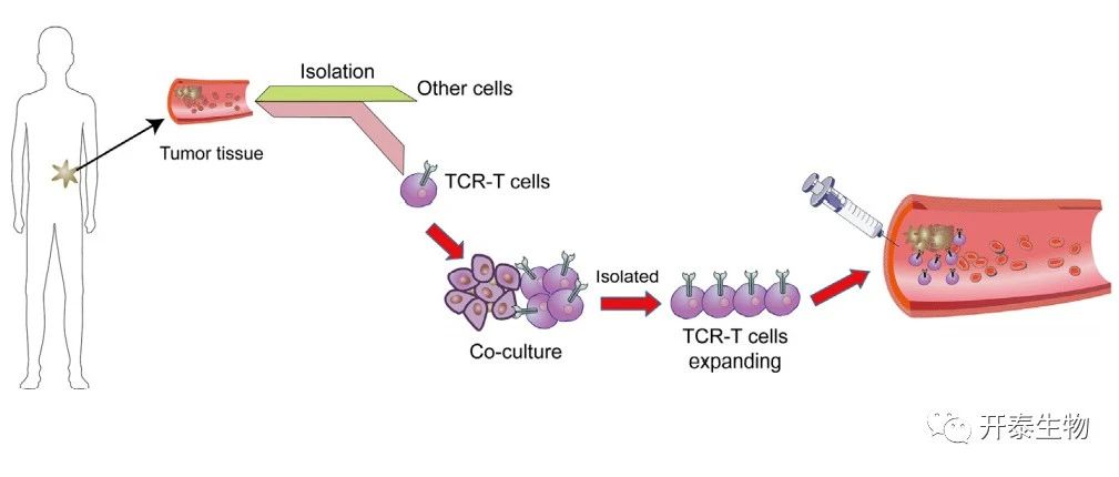文献解读|J IMMUNOTHER CANCER（13.751）：通过高通量单细