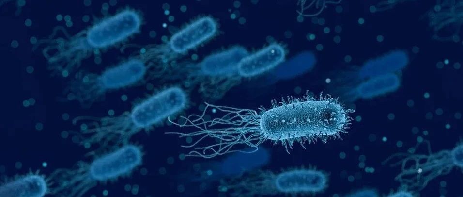 文献解读|Sci Rep（4.996）：黑参和蚕对饮食诱导超重犬肥胖、转录组和肠