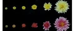 文献解读|New Phytol（10.323）：CmMYB6有丝分裂遗传的表观遗